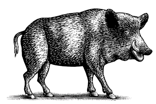 Quivira Vineyards Winery Boar